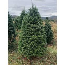 Christmas Trees>Kirklands Home 5 ft. Fresh Cut Balsam Fir Christmas Tree