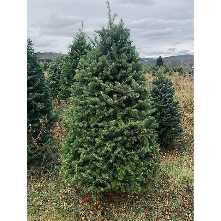 Christmas Trees>Kirklands Home 5 ft. Fresh Cut Balsam Fir Christmas Tree