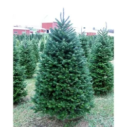 Christmas Trees>Kirklands Home 6 ft. Fresh Cut Balsam Fir Christmas Tree