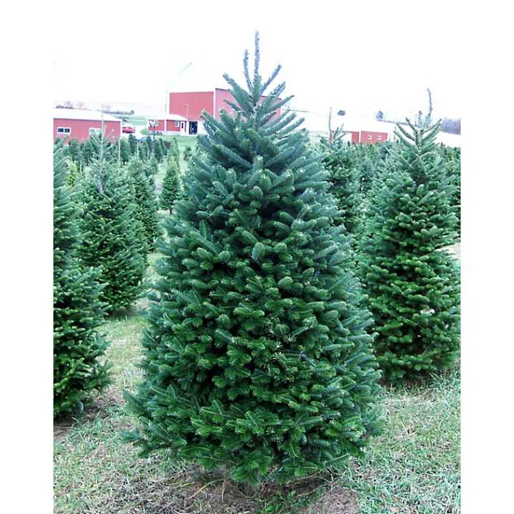Christmas Trees>Kirklands Home 6 ft. Fresh Cut Balsam Fir Christmas Tree