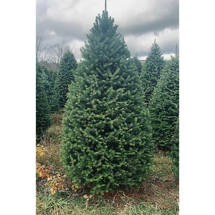 Christmas Trees>Kirklands Home 7 ft. Fresh Cut Balsam Fir Christmas Tree