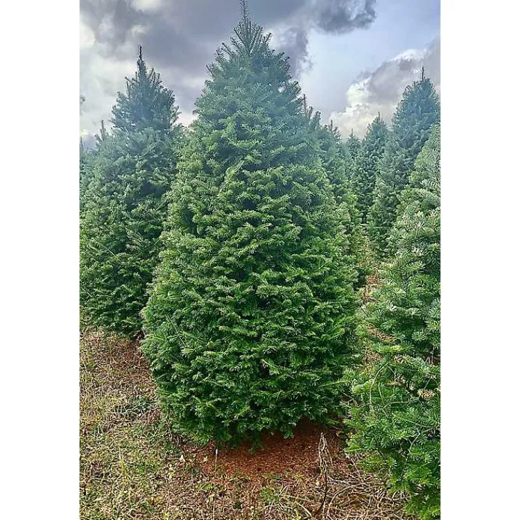 Christmas Trees>Kirklands Home 7 ft. Fresh Cut Balsam-Fraser Fir Christmas Tree