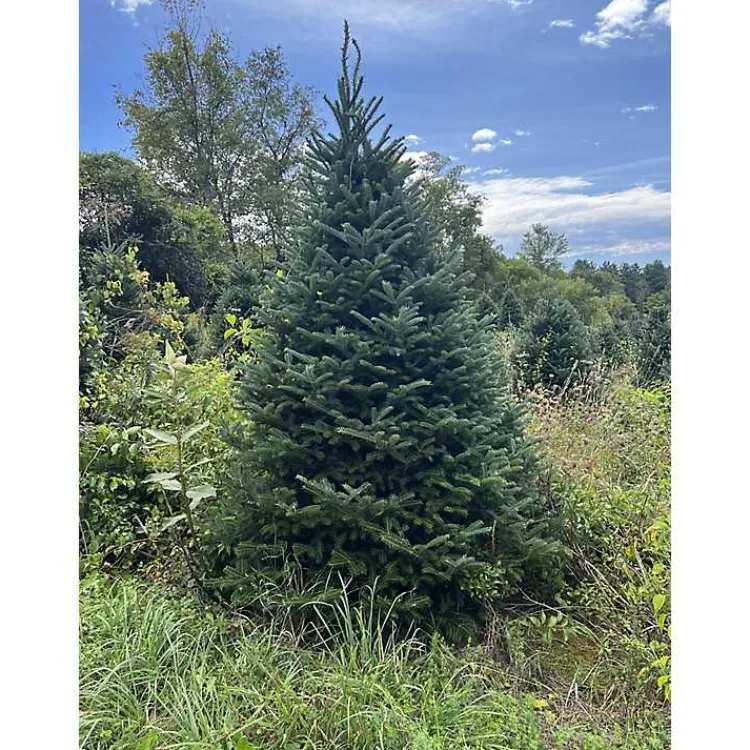 Christmas Trees>Kirklands Home 6 ft. Fresh Cut Canadian Fraser Fir Christmas Tree