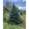 Christmas Trees>Kirklands Home 5 ft. Fresh Cut Canadian Fraser Fir Christmas Tree