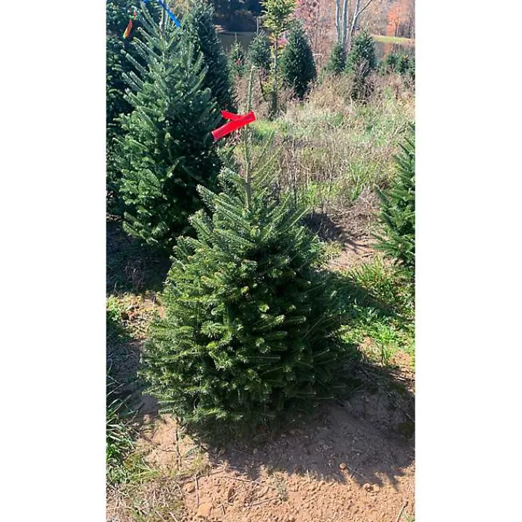 Christmas Trees>Kirklands Home 5 ft. Fresh Cut Fraser Fir Christmas Tree