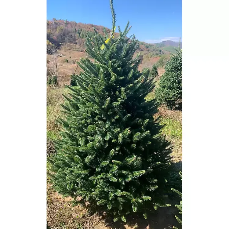 Christmas Trees>Kirklands Home 7 ft. Fresh Cut Fraser Fir Christmas Tree