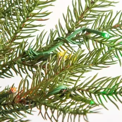 Christmas Trees><noscript><img width=