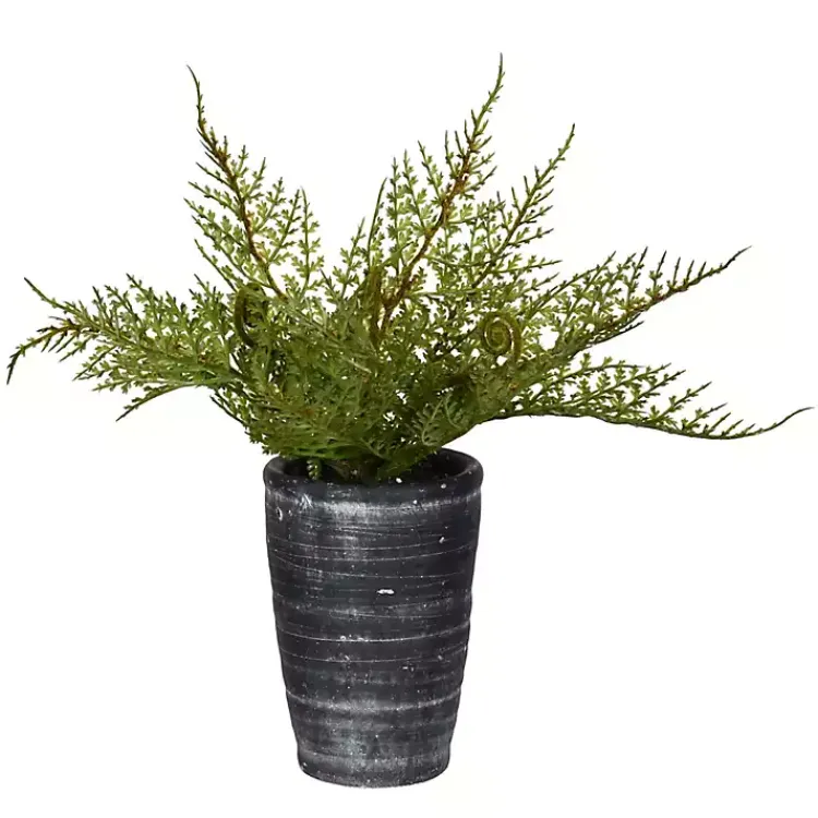Arrangements & Greenery>Kirklands Home Asparagus Fern in Tall Black Planter