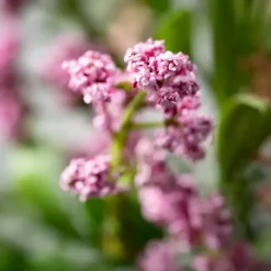 Stems & Bouquets>Kirklands Home Blush Berry and Leaf Stems, Set of 6