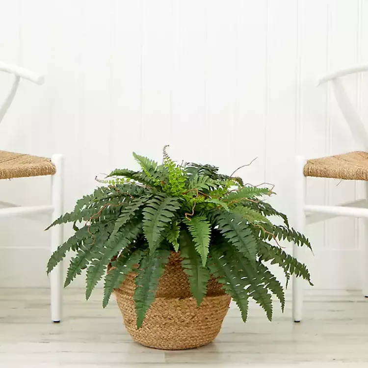 Arrangements & Greenery>Kirklands Home Boston Fern Arrangement in Brown Basket DIY Kit