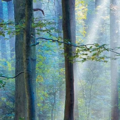 Kirklands Home Enchanted Forest Canvas Print by Lars Van De Goor New