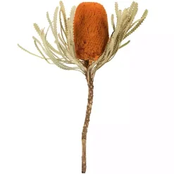 Stems & Bouquets>Kirklands Home Fall Dried Jumbo Banksia Stems, Set of 3 Orange