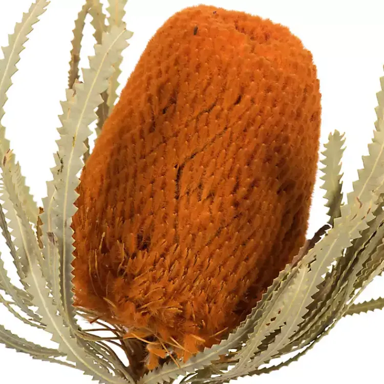 Stems & Bouquets>Kirklands Home Fall Dried Jumbo Banksia Stems, Set of 3 Orange