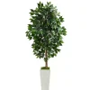 Trees & Topiaries>Kirklands Home Ficus Tree in Mossy White Tower Planter