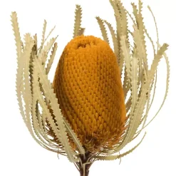 Stems & Bouquets>Kirklands Home Dried Jumbo Banksia Stems, Set of 3 Gold