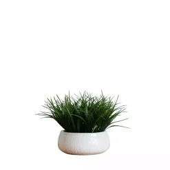 Arrangements & Greenery>Kirklands Home Grass Arrangement in White Ceramic Bowl