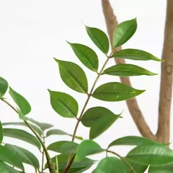Trees & Topiaries><noscript><img width=
