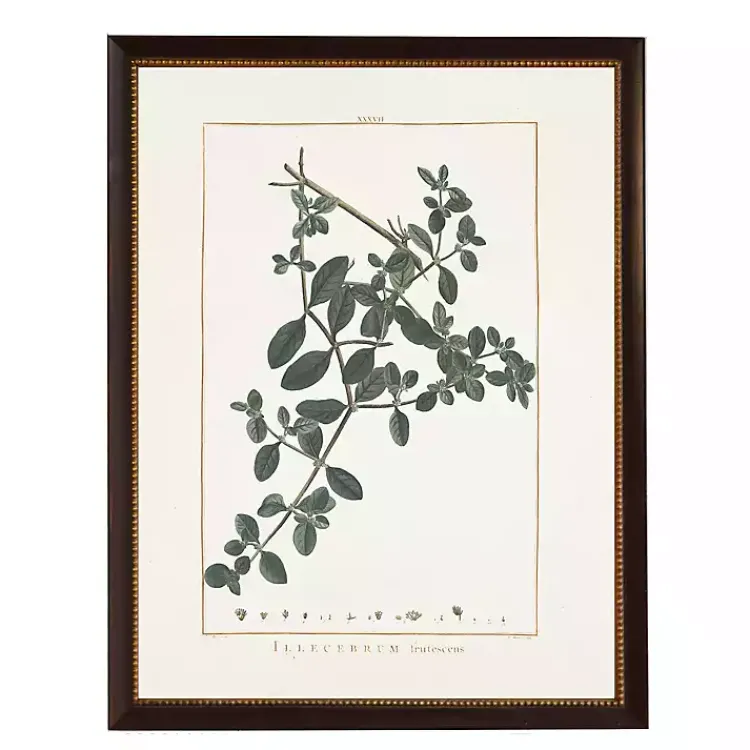Kirklands Home Illecebrum Greenery Black Beaded Framed Art Print Discount