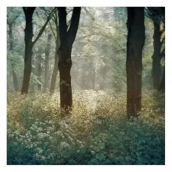 Kirklands Home Morning in the Forest Giclee Canvas Art Print Outlet