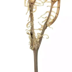 Stems & Bouquets><noscript><img width=