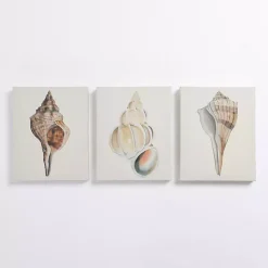 Kirklands Home Neutral Seashells Canvas Art Prints, Set of 3 Discount