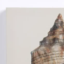 Kirklands Home Neutral Seashells Canvas Art Prints, Set of 3 Discount