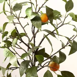 Trees & Topiaries><noscript><img width=