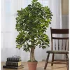 Trees & Topiaries>Kirklands Home Schefflera Tree in Terra Cotta Planter, 4 ft.