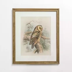 Kirklands Home Tengmalm Owl Framed Art Print Outlet