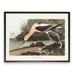 Kirklands Home Vintage American Avocet Bookplate Framed Art Print Sale