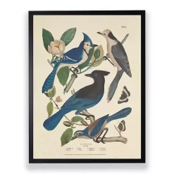 Kirklands Home Vintage Blue Jays Birds Framed Art Print Hot