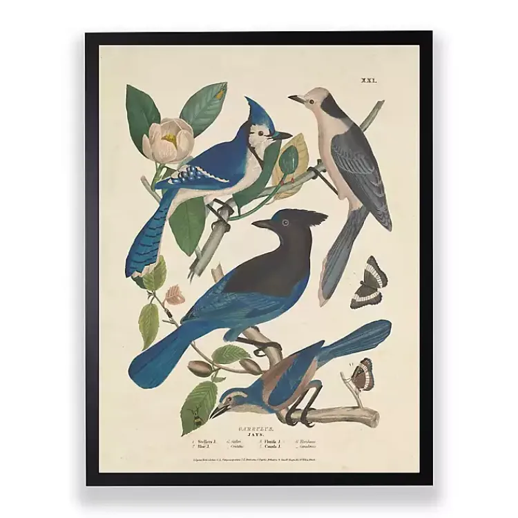 Kirklands Home Vintage Blue Jays Birds Framed Art Print Hot