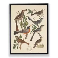Kirklands Home Vintage Thrush Birds Framed Art Print New