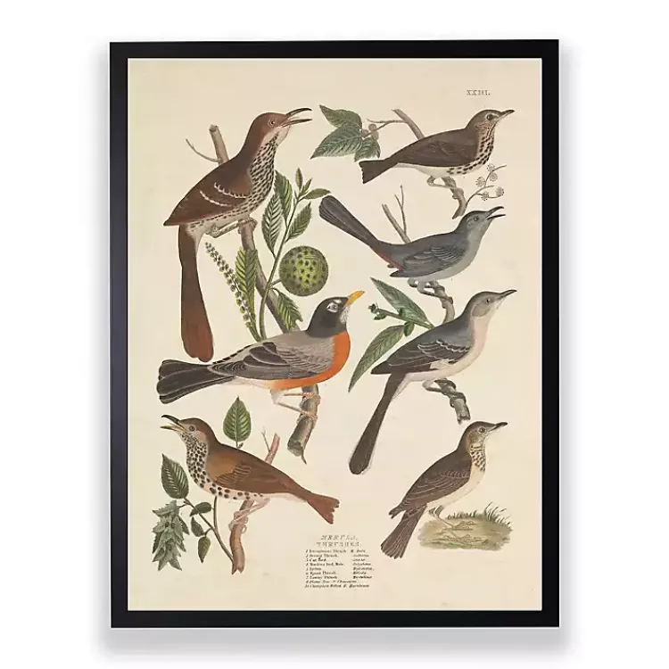 Kirklands Home Vintage Thrush Birds Framed Art Print New