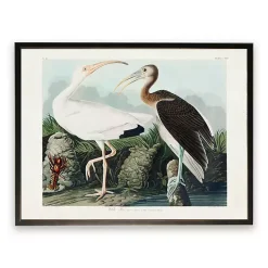 Kirklands Home Vintage White Ibis Pair Framed Art Print Online